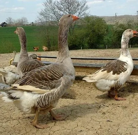 D'artagnan A La Ferme Pouylebon