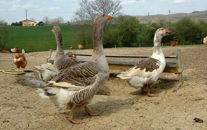 D'artagnan à La Ferme Pouylebon
